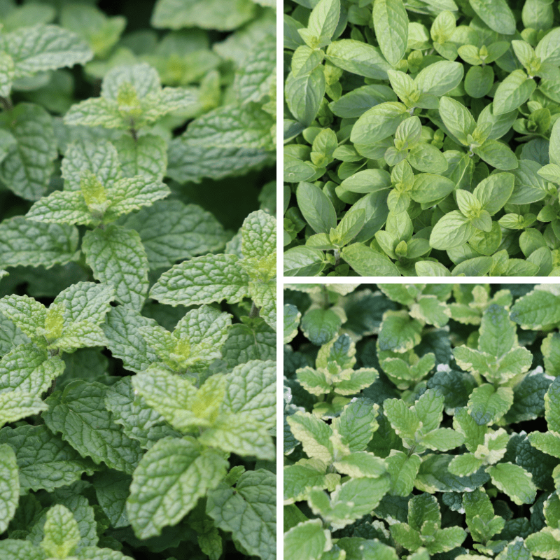 dt-brown Herb Mint Collection