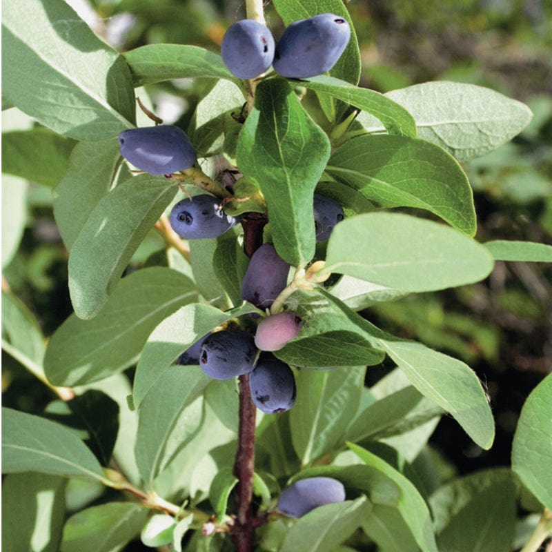 dt-brown FRUIT Honeyberry Fruit Plants