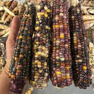 dt-brown VEGETABLE PLANTS Sweet Corn (Indian Corn) Fiesta