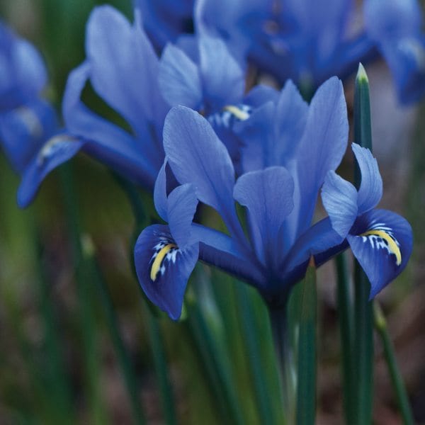 dt-brown FLOWER BULBS Iris Reticulata Harmony Bulbs