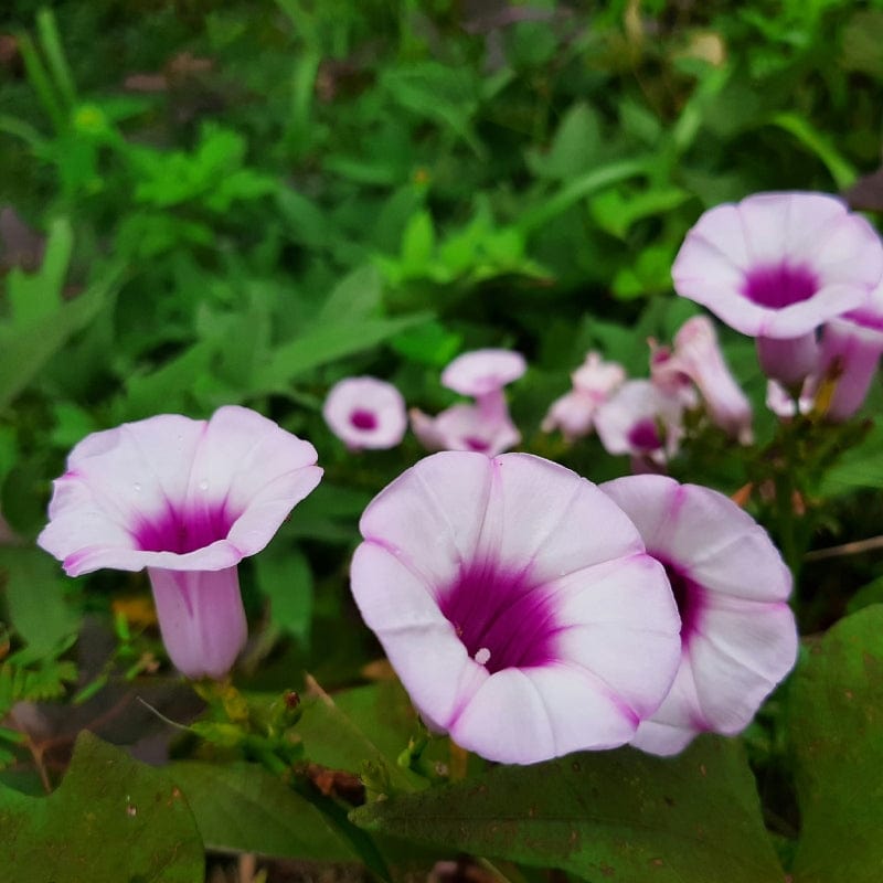 Morning Glory Seeds