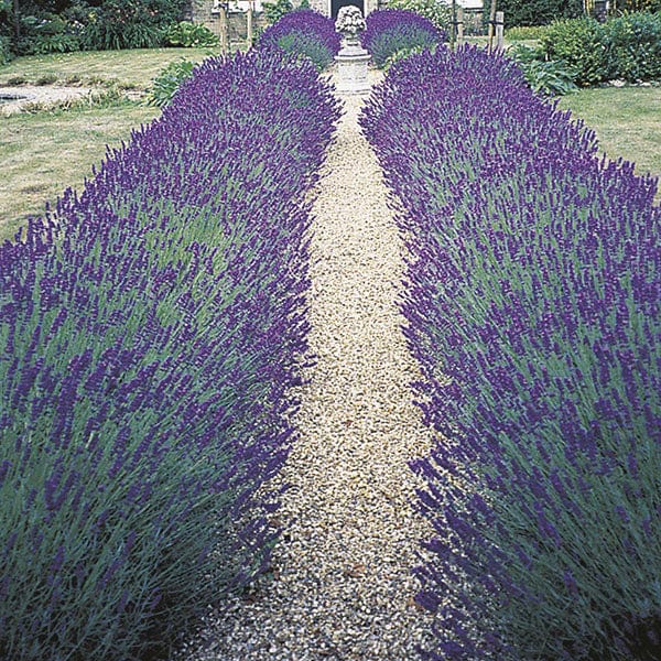 dt-brown FLOWER PLANTS 5 young plants Lavender Hidcote Flower Plants