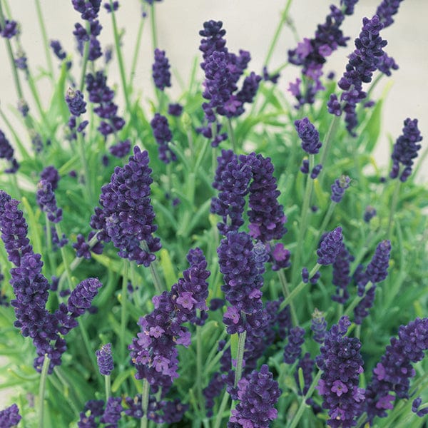 dt-brown FLOWER PLANTS Lavender Hidcote Plug Plants