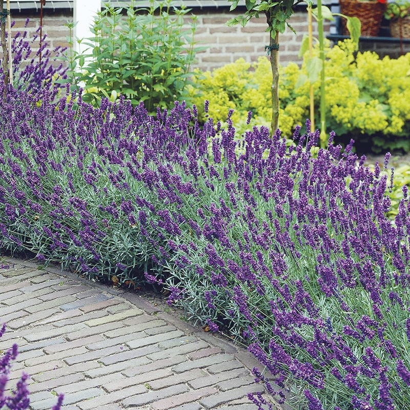 dt-brown FLOWER PLANTS 30 Garden Ready Plants Lavender Hidcote Flower Plants