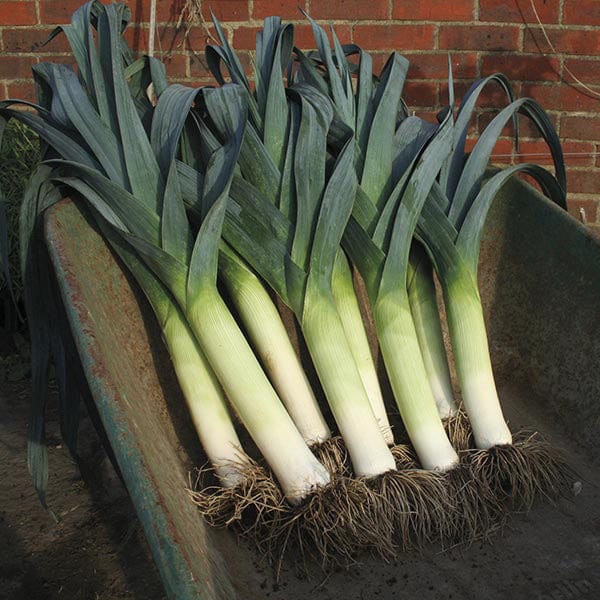 dt-brown VEGETABLE SEEDS Leek Lancaster F1 Seeds