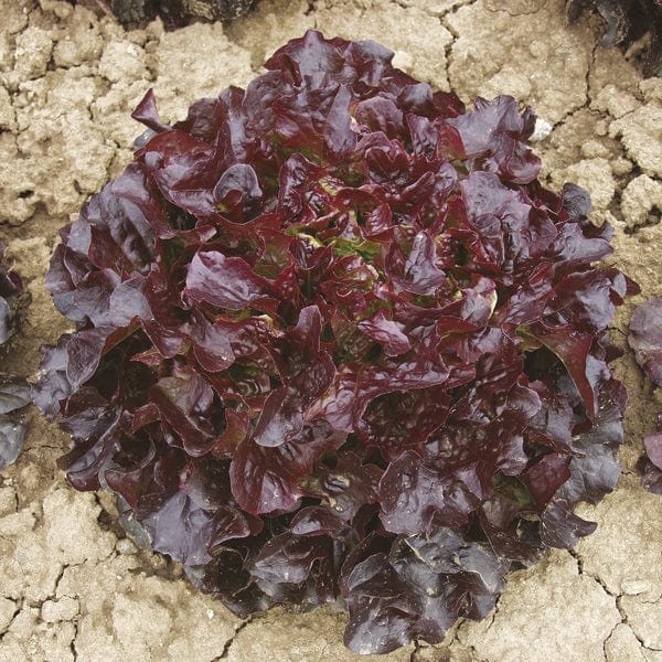 dt-brown VEGETABLE PLANTS Lettuce Navara Plants