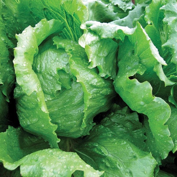 dt-brown VEGETABLE SEEDS Iceberg Lettuce Antartica Seeds