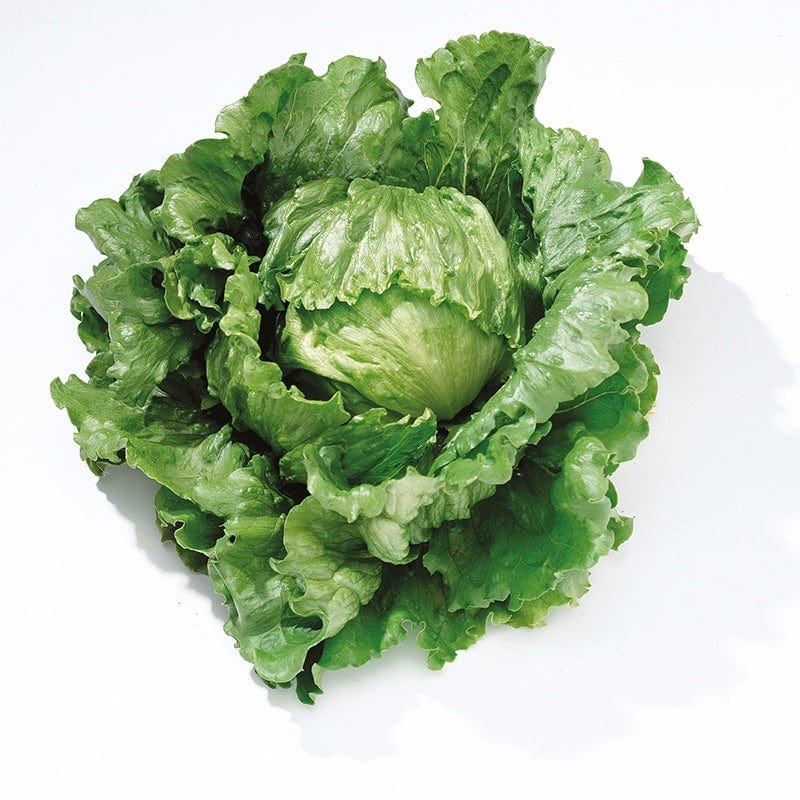 dt-brown VEGETABLE PLANTS 10 Plants (LATE) Lettuce Barcelona Veg Plants