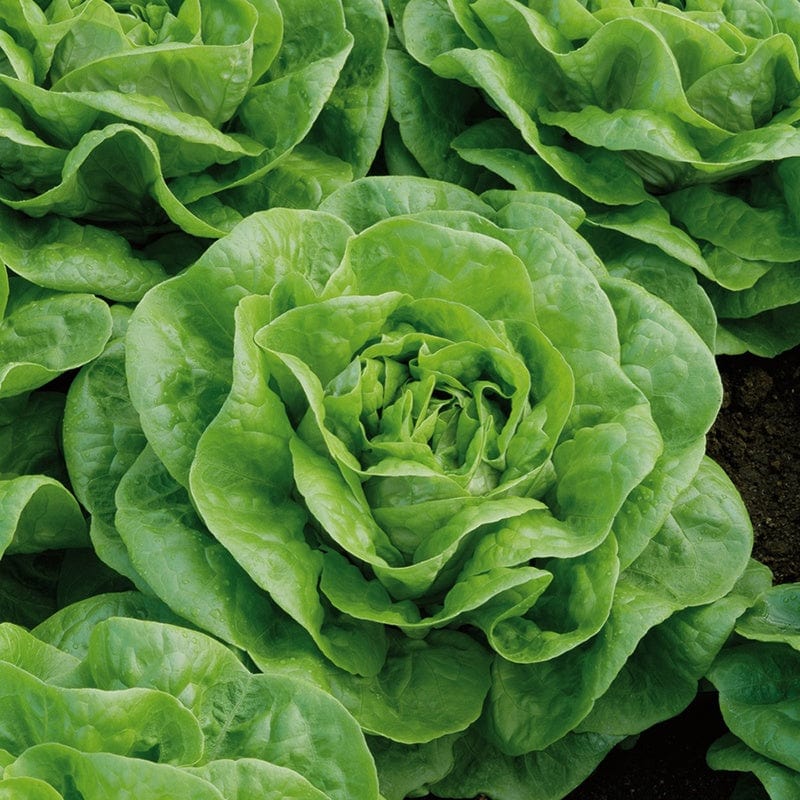 dt-brown VEGETABLE PLANTS Lettuce Brighton Vegetable Plants