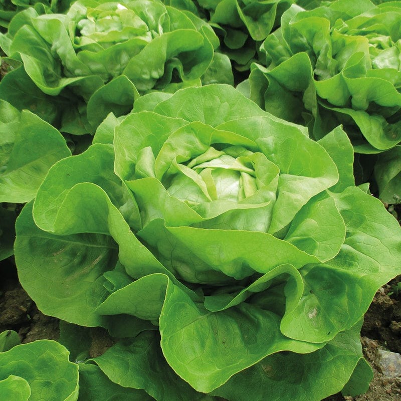 dt-brown VEGETABLE PLANTS 10 Plants (EARLY) Lettuce Adelys Vegetable Plants