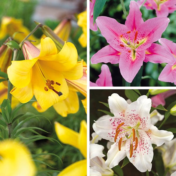 dt-brown FLOWER BULBS Scented Lily Collection Flower Bulbs