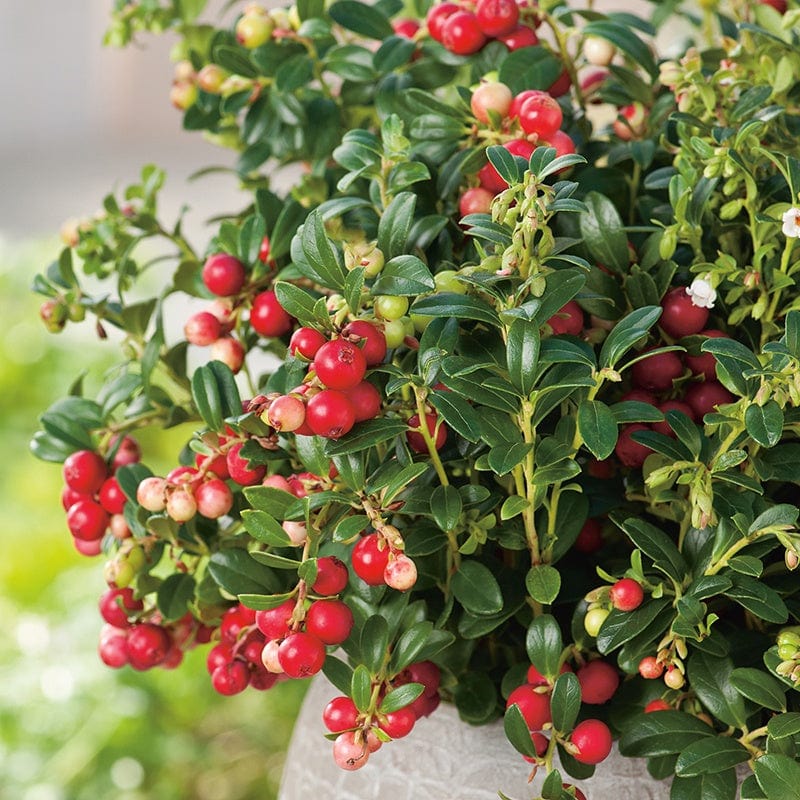 dt-brown FRUIT Lingonberry Fruit Plant