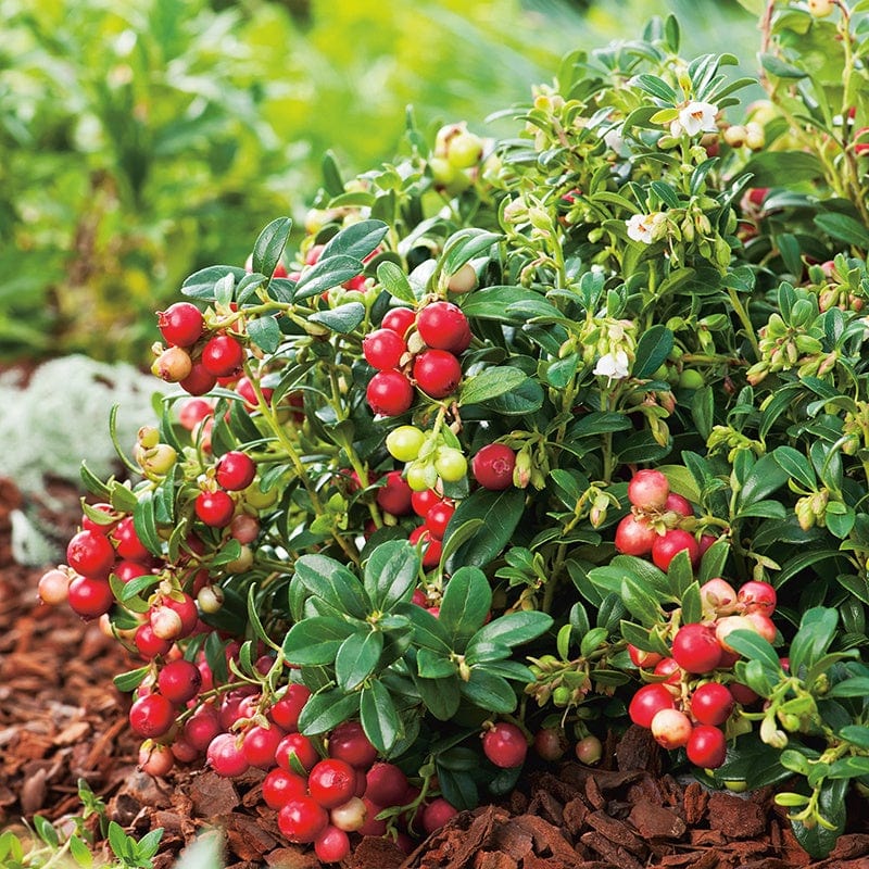 dt-brown FRUIT Lingonberry Fruit Plant