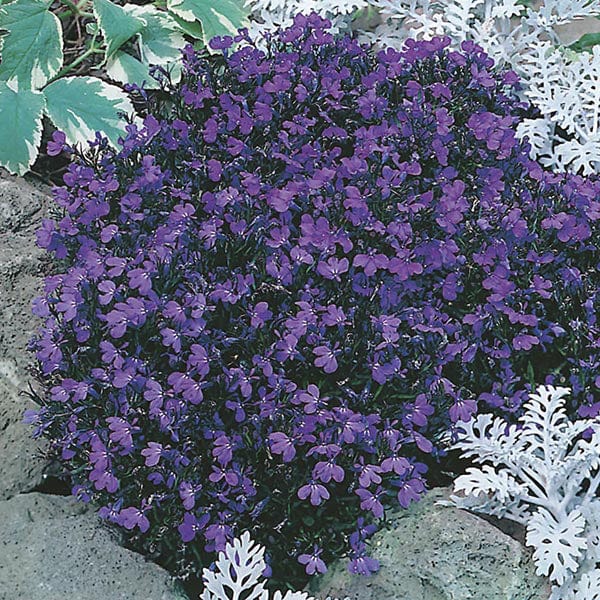 dt-brown FLOWER PLANTS Lobelia Crystal Palace Flower Plants