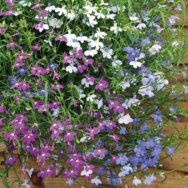 dt-brown FLOWER PLANTS Lobelia Wonderfall Mixed Plug Plants