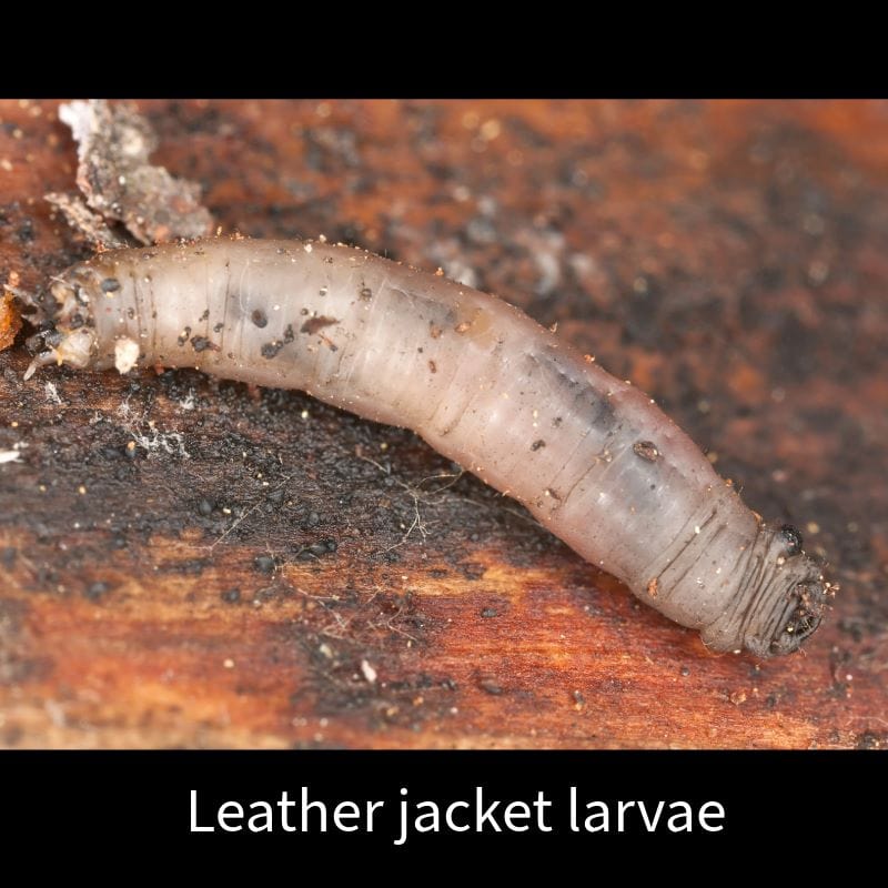 dt-brown HARDWARE Leatherjacket Control Nematodes 100sq.m