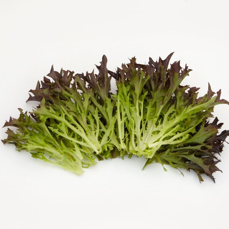 dt-brown Lettuce Classico