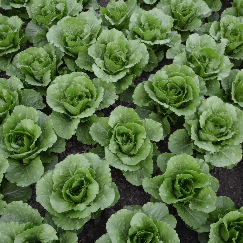 dt-brown Lettuce Greenspy