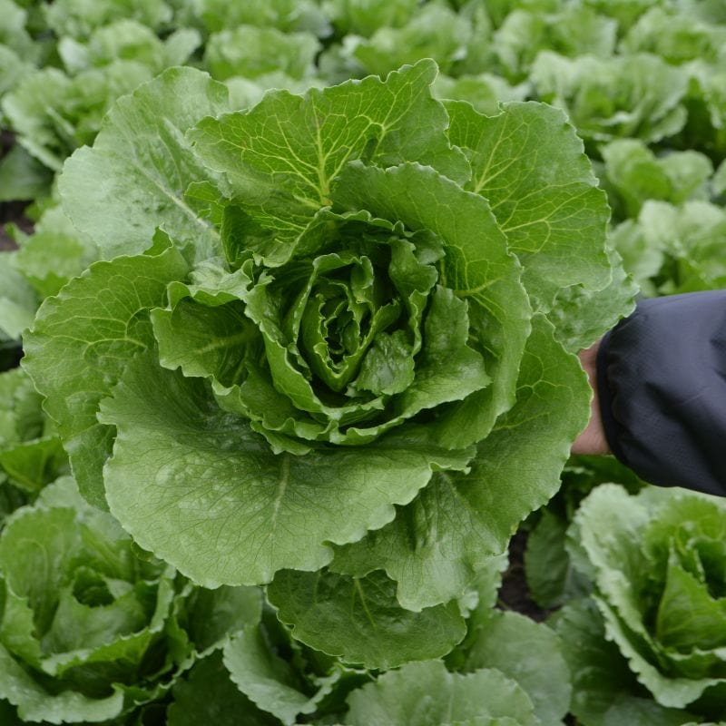 dt-brown Lettuce Greenspy