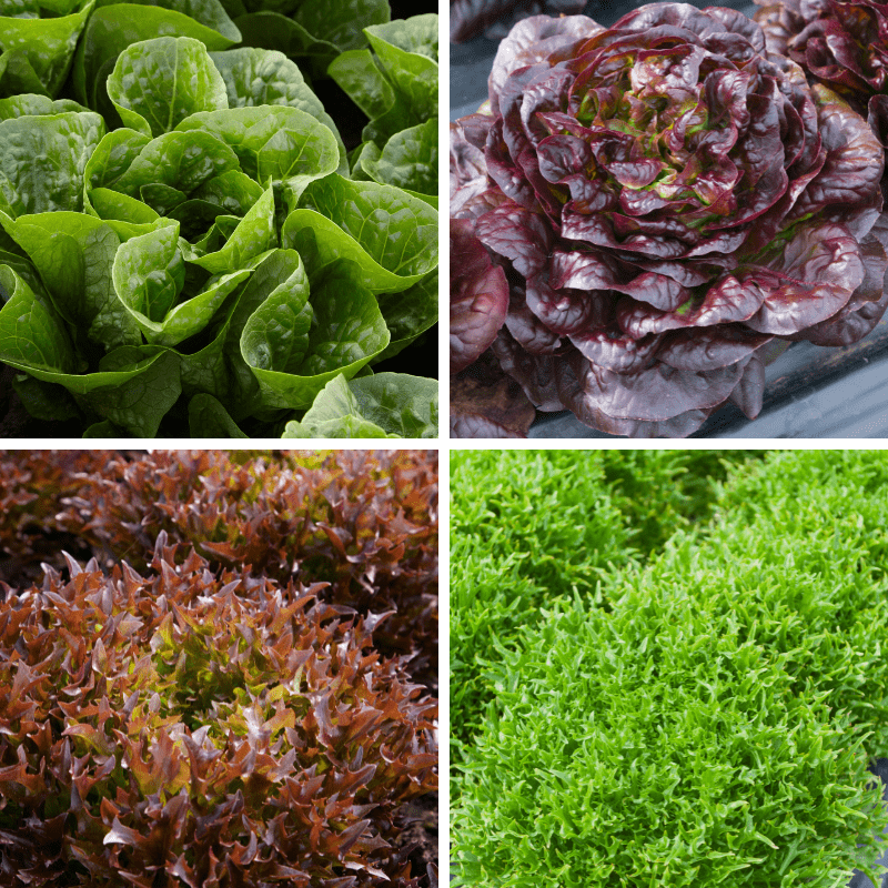 dt-brown VEGETABLE PLANTS Lettuce Veg Plant Collection