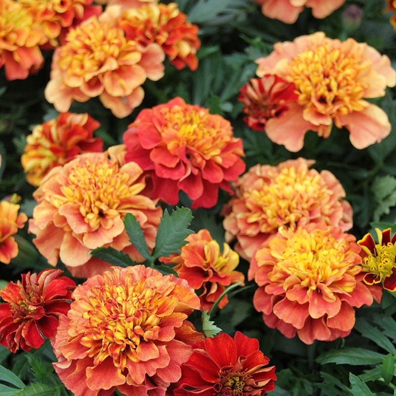 dt-brown FLOWER PLANTS Marigold Strawberry Blonde Plug Plants