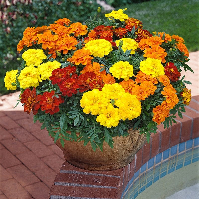 dt-brown FLOWER PLANTS Marigold Durango Mixed F1 Flower Plants