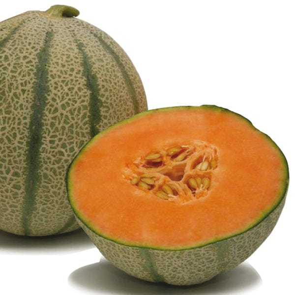 dt-brown VEGETABLE PLANTS Melon Diva F1 Grafted Plants