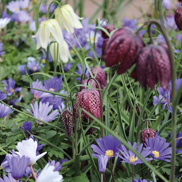 dt-brown FLOWER BULBS Anemone & Fritillaria Flower Bulb Collection