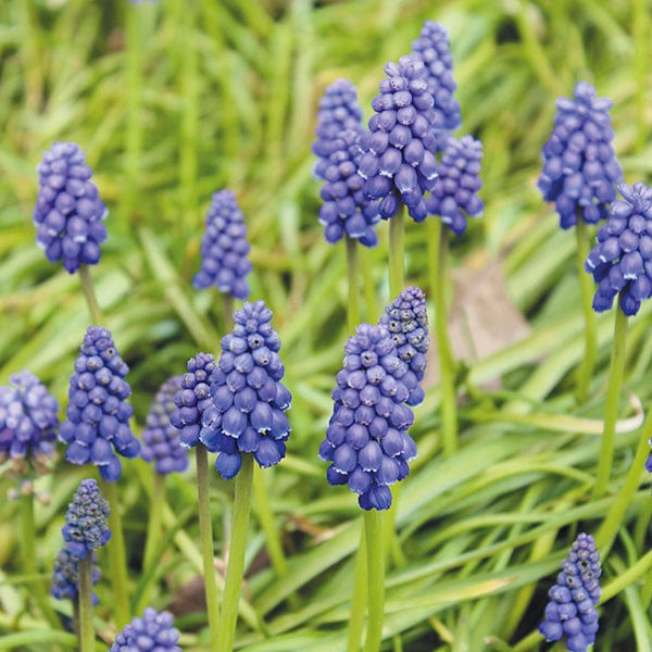 dt-brown FLOWER BULBS Muscari armeniacum Flower Bulbs