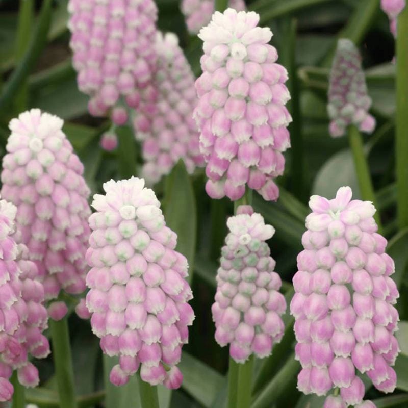 dt-brown FLOWER BULBS Muscari Pink Sunrise Bulbs