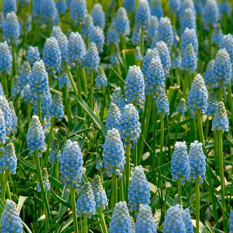 dt-brown FLOWER BULBS Muscari Peppermint Bulbs