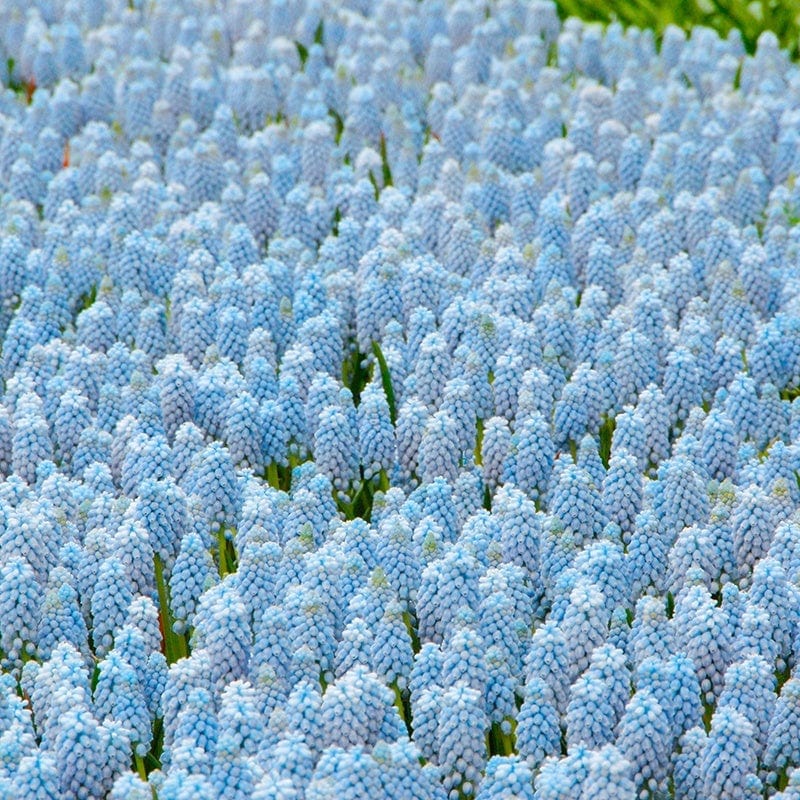 dt-brown FLOWER BULBS Muscari Valarie Finnes Bulbs