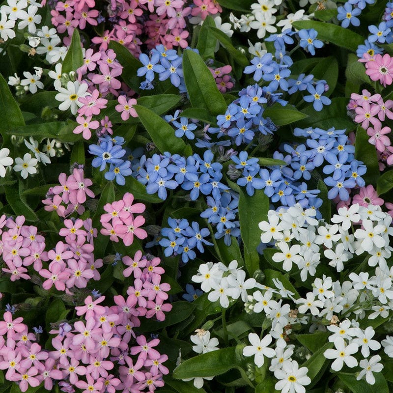 dt-brown FLOWER PLANTS Forget-Me-Not Amie Mix Flower Plants