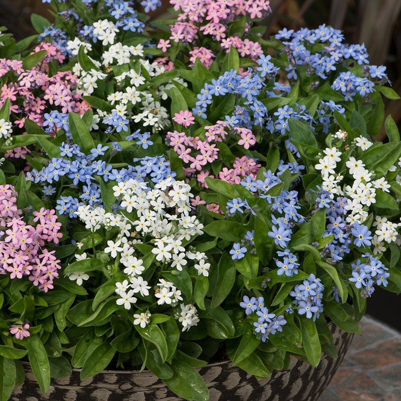 dt-brown FLOWER PLANTS Forget-Me-Not Amie Mix Flower Plants