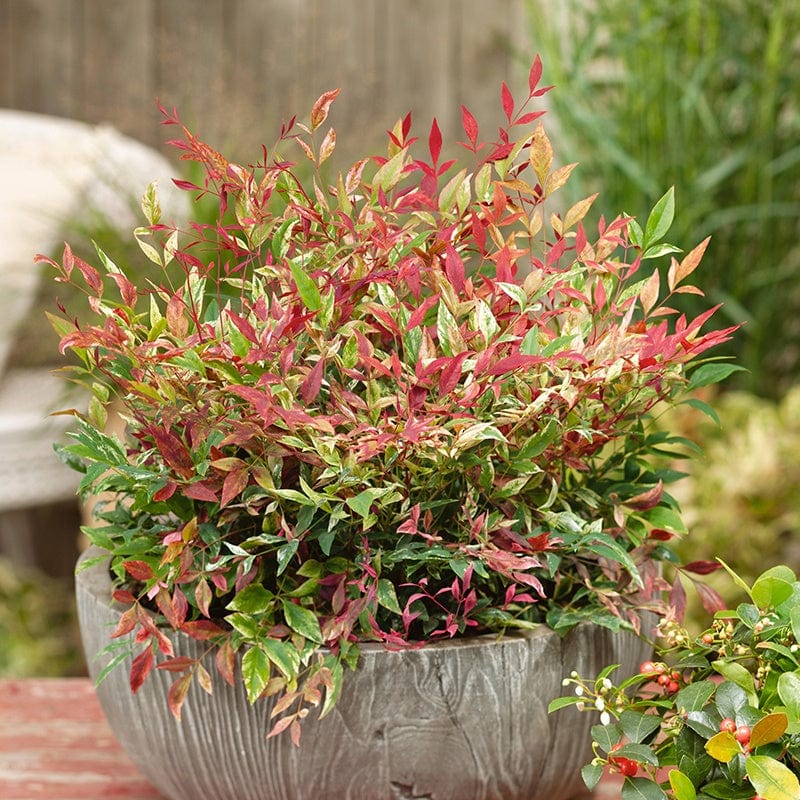 dt-brown FLOWER PLANTS Nandina domestica Red Light Shrub Plant