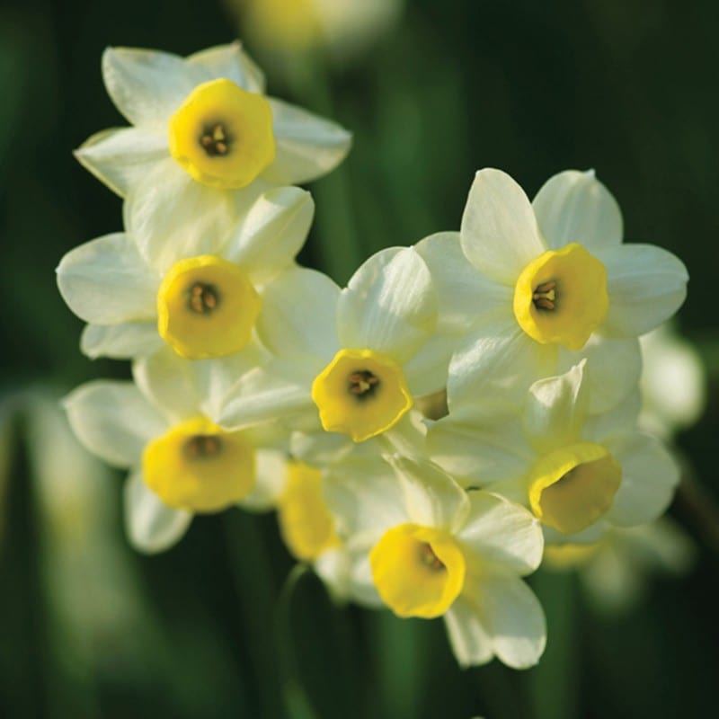 dt-brown FLOWER BULBS Narcissi Minnow Flower Bulbs