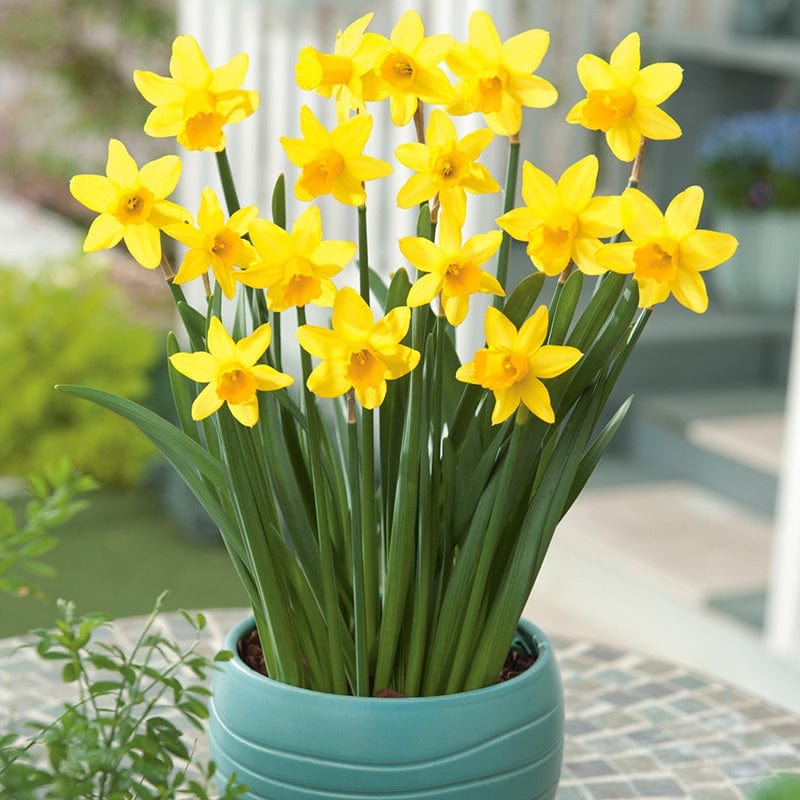 dt-brown FLOWER BULBS Narcissi Tete a Tete Flower Bulbs