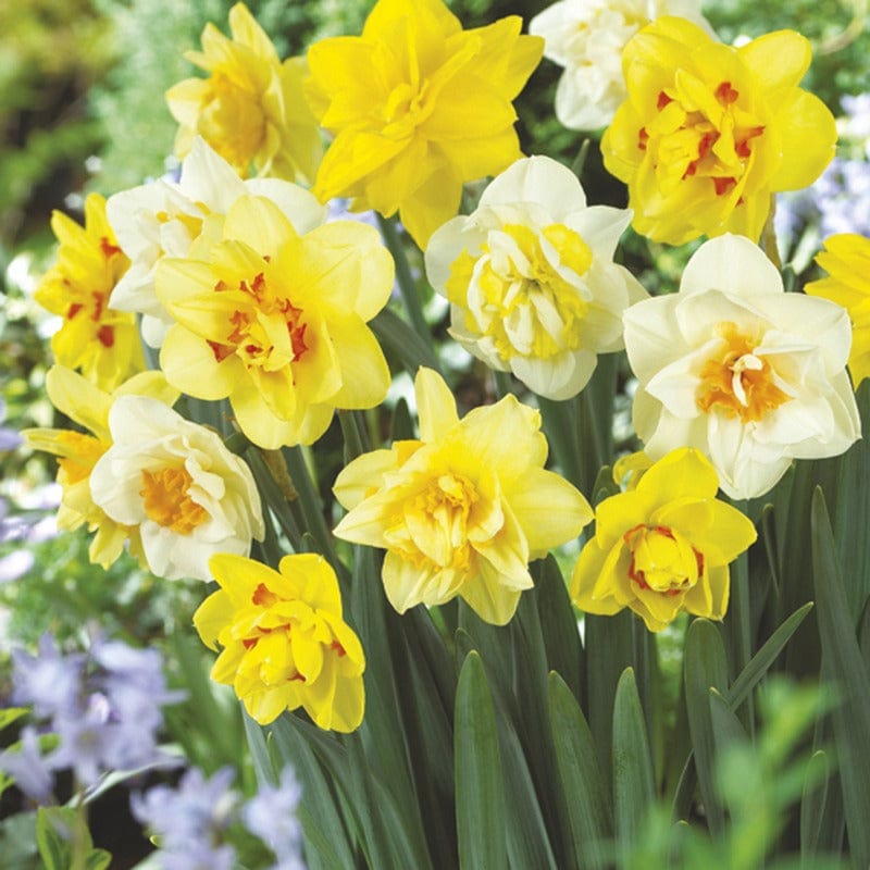 dt-brown FLOWER BULBS Double Narcissi Flower Bulb Mix