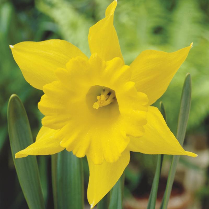 dt-brown FLOWER BULBS Narcissus King Alfred Flower Bulbs