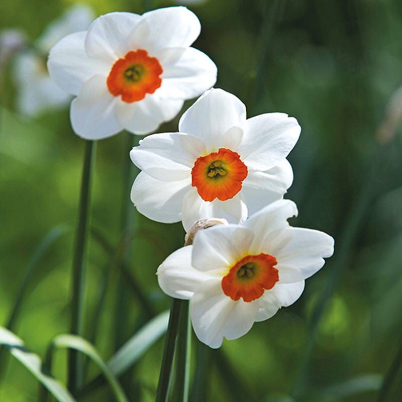 dt-brown FLOWER BULBS Narcissus Geranium Bulbs