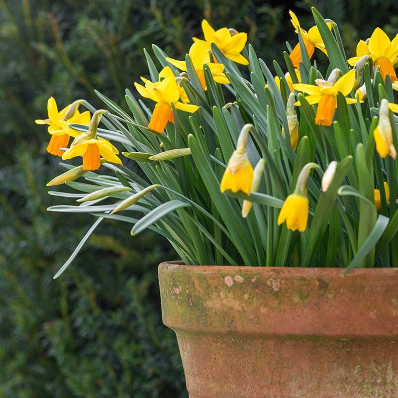 dt-brown FLOWER BULBS Narcissus Jetfire Bulbs