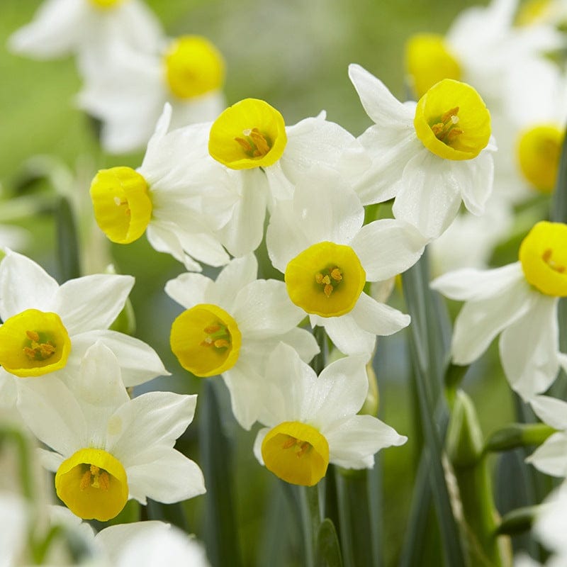 dt-brown FLOWER BULBS Narcissus canaliculatus Bulbs