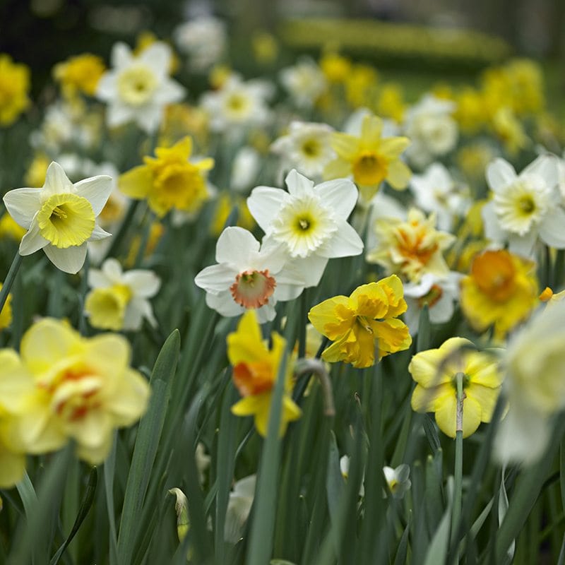 dt-brown FLOWER BULBS Narcissus Mixed Colours Flower Bulb Collection