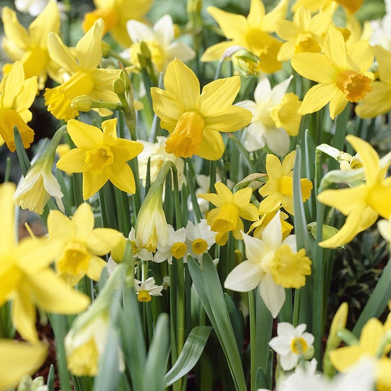 dt-brown FLOWER BULBS Narcissus Species Mixed Colours Flower Bulbs