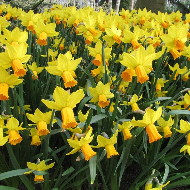 dt-brown FLOWER BULBS Narcissus Jack Snipe Flower Bulbs