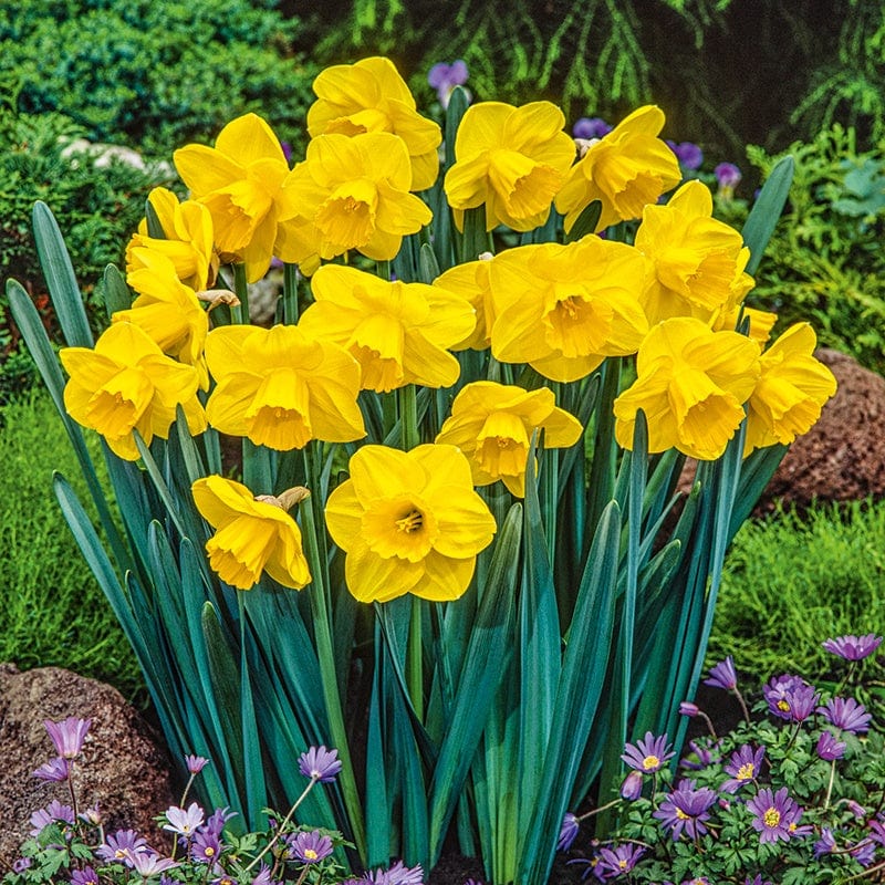 dt-brown FLOWER BULBS Narcissus Camelot Bulbs