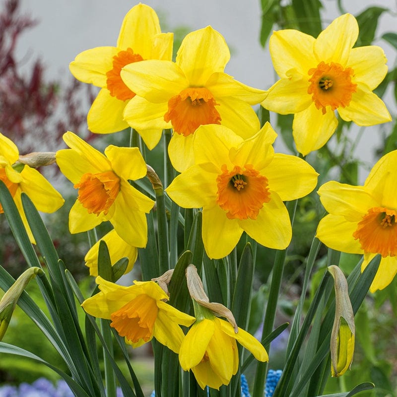 dt-brown FLOWER BULBS Narcissus Fortune 100 Bulbs