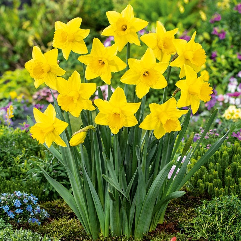 dt-brown FLOWER BULBS Narcissus Tamara Bulbs