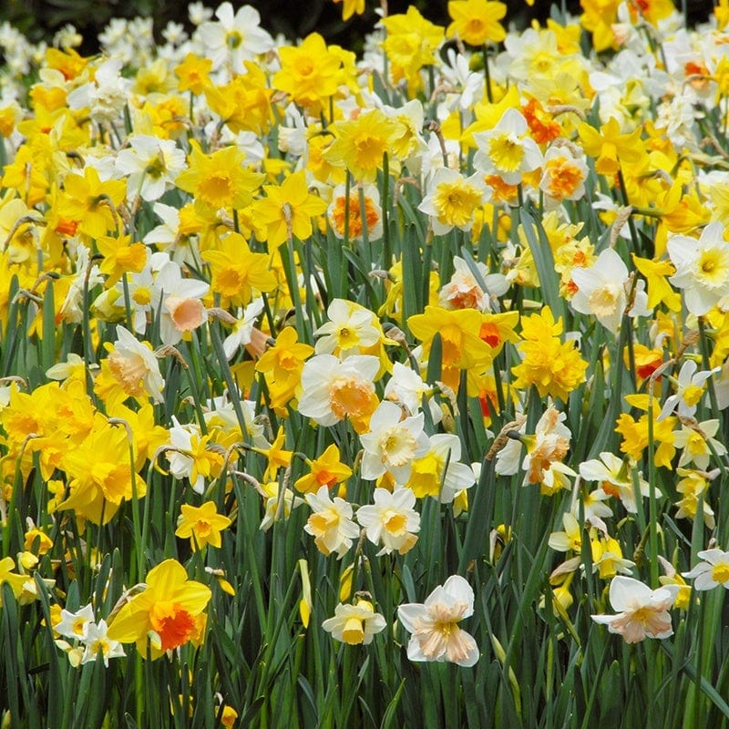 dt-brown FLOWER BULBS Narcissus Mixed Bulbs