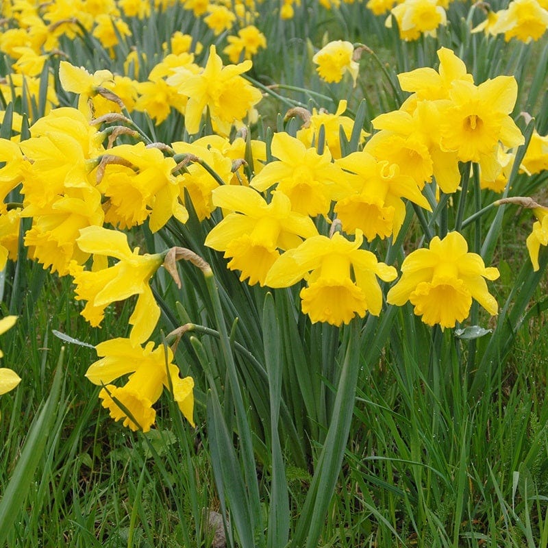 dt-brown FLOWER BULBS Narcissus Golden Trumpet Bulbs